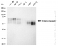 KD-Validated Anti-Bridging integrator 1 Rabbit Monoclonal Antibody