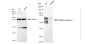 KD-Validated Anti-Bridging integrator 1 Rabbit Monoclonal Antibody