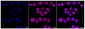 KD-Validated Anti-Chromosome 3 open reading frame 38 Rabbit Monoclonal Antibody