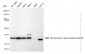 KD-Validated Anti-Chromosome 3 open reading frame 38 Rabbit Monoclonal Antibody