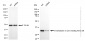 KD-Validated Anti-Chromosome 3 open reading frame 38 Rabbit Monoclonal Antibody