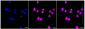 KD-Validated Anti-Bridging integrator 1 Rabbit Monoclonal Antibody