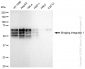 KD-Validated Anti-Bridging integrator 1 Rabbit Monoclonal Antibody