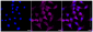 KD-Validated Anti-Androgen receptor Rabbit Monoclonal Antibody
