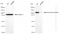 KD-Validated Anti-Androgen receptor Rabbit Monoclonal Antibody