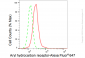 KD-Validated Anti-Aryl hydrocarbon receptor Rabbit Monoclonal Antibody