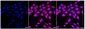KD-Validated Anti-Aryl hydrocarbon receptor Rabbit Monoclonal Antibody