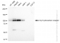 KD-Validated Anti-Aryl hydrocarbon receptor Rabbit Monoclonal Antibody