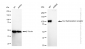 KD-Validated Anti-Aryl hydrocarbon receptor Rabbit Monoclonal Antibody