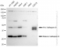 KD-Validated Anti-Cathepsin D Rabbit Monoclonal Antibody