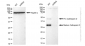 KD-Validated Anti-Cathepsin D Rabbit Monoclonal Antibody