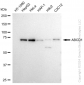 KD-Validated Anti-ABCD1 Rabbit Monoclonal Antibody