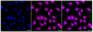 KD-Validated Anti-Cell division cycle 16 Rabbit Monoclonal Antibody
