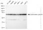 KD-Validated Anti-Cell division cycle 16 Rabbit Monoclonal Antibody