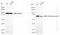 KD-Validated Anti-Cell division cycle 16 Rabbit Monoclonal Antibody