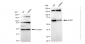 KD-Validated Anti-ALAS1 Rabbit Monoclonal Antibody