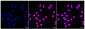 KD-Validated Anti-Checkpoint kinase 2 Rabbit Monoclonal Antibody