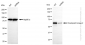 KD-Validated Anti-Checkpoint kinase 2 Rabbit Monoclonal Antibody