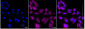 KD-Validated Anti-IKK α Rabbit Monoclonal Antibody