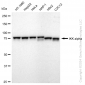 KD-Validated Anti-IKK α Rabbit Monoclonal Antibody