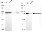 KD-Validated Anti-IKK α Rabbit Monoclonal Antibody