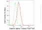 KD-Validated Anti-Catenin alpha 1 Rabbit Monoclonal Antibody