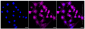KD-Validated Anti-Catenin alpha 1 Rabbit Monoclonal Antibody