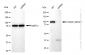 KD-Validated Anti-Catenin alpha 1 Rabbit Monoclonal Antibody