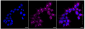 KD-Validated Anti-ATG9A Rabbit Monoclonal Antibody