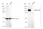 KD-Validated Anti-ATG9A Rabbit Monoclonal Antibody
