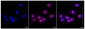 KD-Validated Anti-CD13 Rabbit Monoclonal Antibody