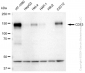 KD-Validated Anti-CD13 Rabbit Monoclonal Antibody