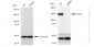 KD-Validated Anti-CD13 Rabbit Monoclonal Antibody