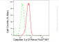 KD-Validated Anti-Caspase 3 p12 Rabbit Monoclonal Antibody