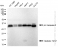 KD-Validated Anti-Caspase 3 p12 Rabbit Monoclonal Antibody