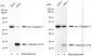 KD-Validated Anti-Caspase 3 p12 Rabbit Monoclonal Antibody
