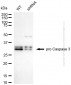 KD-Validated Anti-Caspase 3 p12 Rabbit Monoclonal Antibody