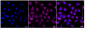 KD-Validated Anti-ADP ribosylation factor 1 Rabbit Monoclonal Antibody