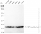 KD-Validated Anti-ADP ribosylation factor 1 Rabbit Monoclonal Antibody