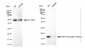 KD-Validated Anti-ADP ribosylation factor 1 Rabbit Monoclonal Antibody