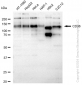 KD-Validated Anti-CD36 Rabbit Monoclonal Antibody