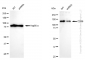 KD-Validated Anti-CD36 Rabbit Monoclonal Antibody