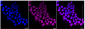 KD-Validated Anti-CDC25C Rabbit Monoclonal Antibody