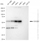 KD-Validated Anti-CDC25C Rabbit Monoclonal Antibody