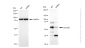 KD-Validated Anti-CDC25C Rabbit Monoclonal Antibody