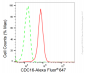 KD-Validated Anti-CDC16 Rabbit Monoclonal Antibody