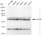 KD-Validated Anti-CDC16 Rabbit Monoclonal Antibody