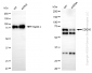 KD-Validated Anti-CDC16 Rabbit Monoclonal Antibody