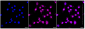 KD-Validated Anti-CDC23 Rabbit Monoclonal Antibody