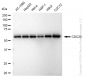 KD-Validated Anti-CDC23 Rabbit Monoclonal Antibody